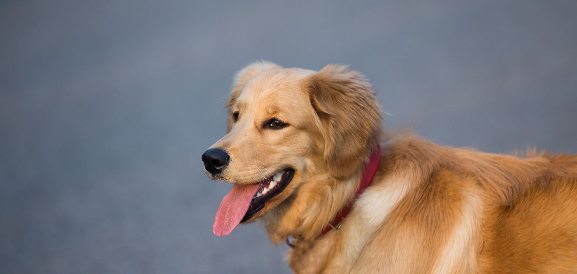 Ветеринар назвал пять пород собак, которые лучше всего подойдут для хозяев-новичков