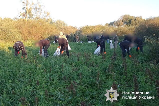 Вирощували понад 5,7 тис. кущів коноплі: у заповідній зоні на Вінниччині викрили підпільне виробництво наркотиків. Фото і відео