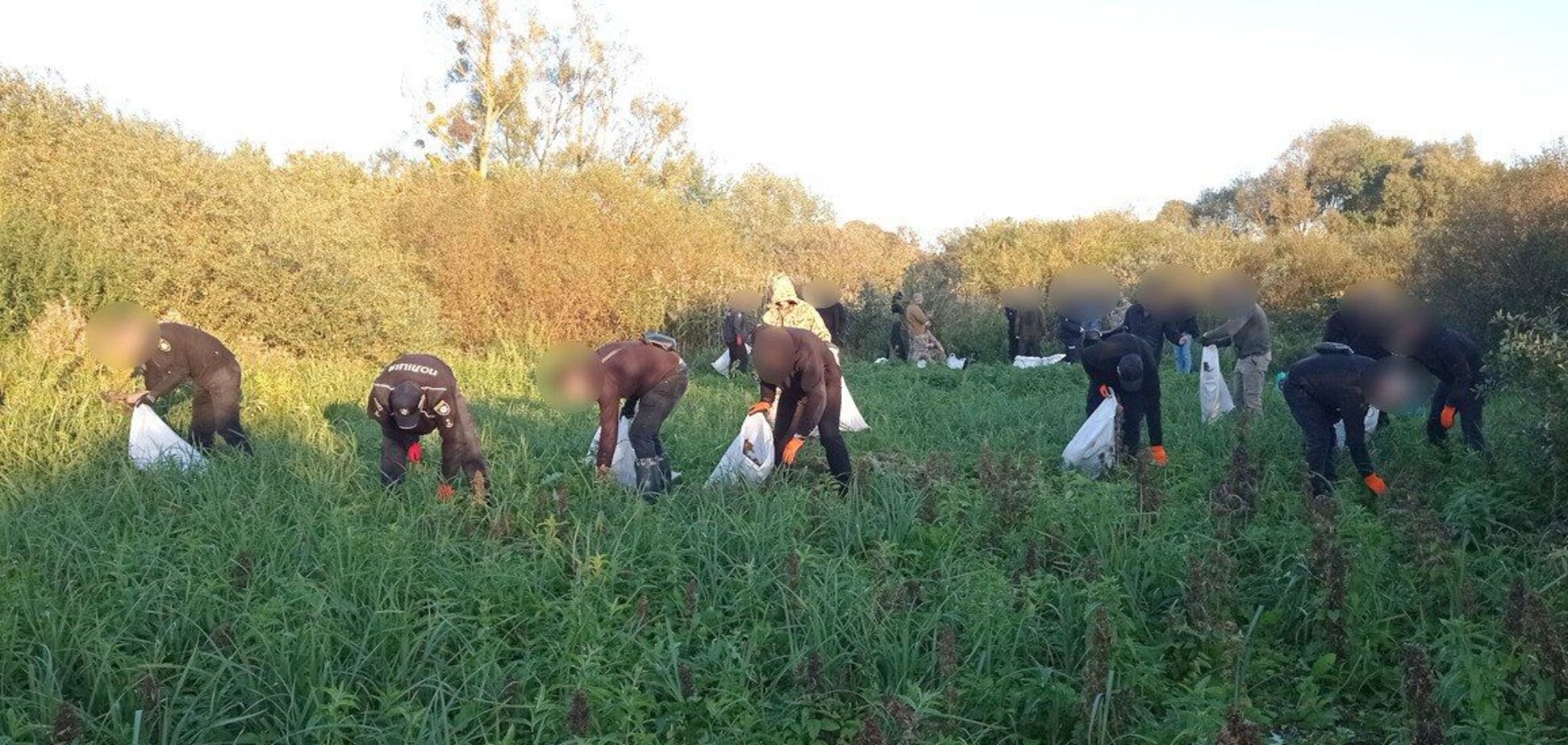 Выращивали более 5,7 тыс. кустов конопли: в заповедной зоне на Виннитчине разоблачили подпольное производство наркотиков. Фото и видео
