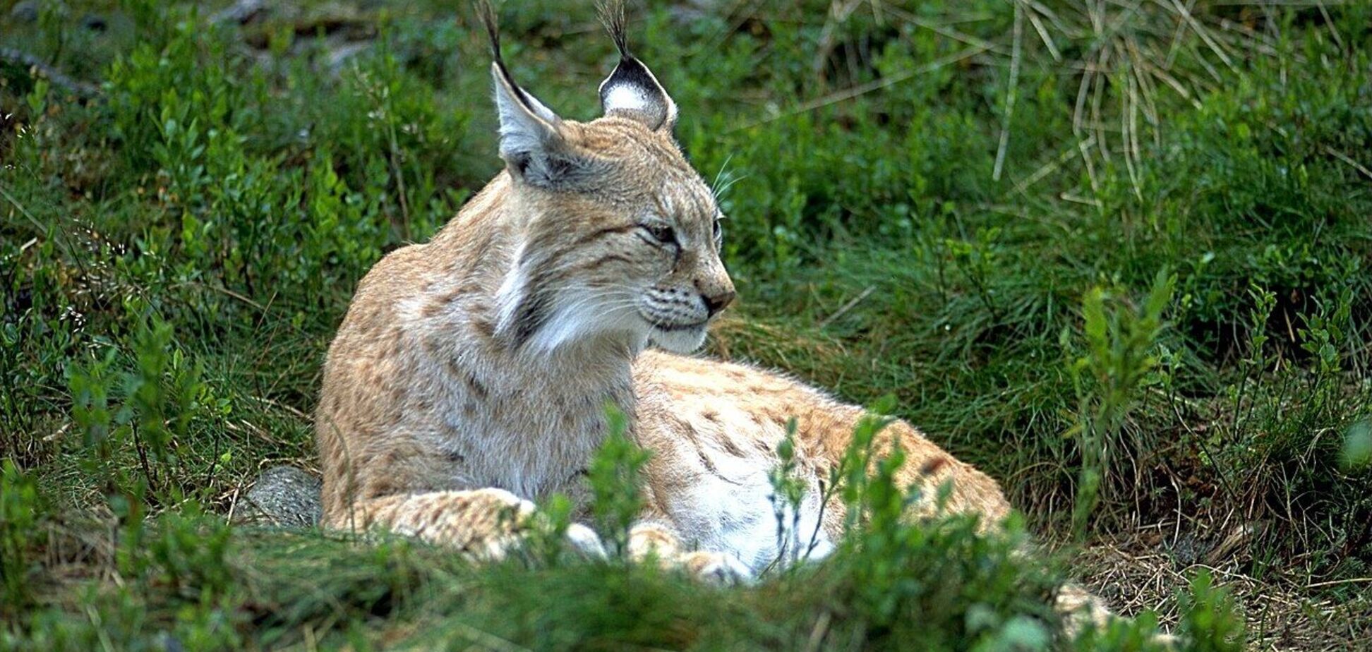 Встречается довольно редко: в Чернобыльской зоне заметили краснокнижного хищника. Фото