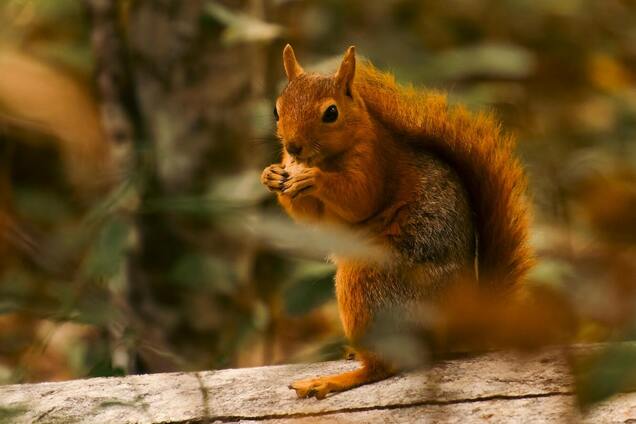 'Октябрь в Украине начнется не просто холодной погодой': синоптик дала подробный прогноз. Карта