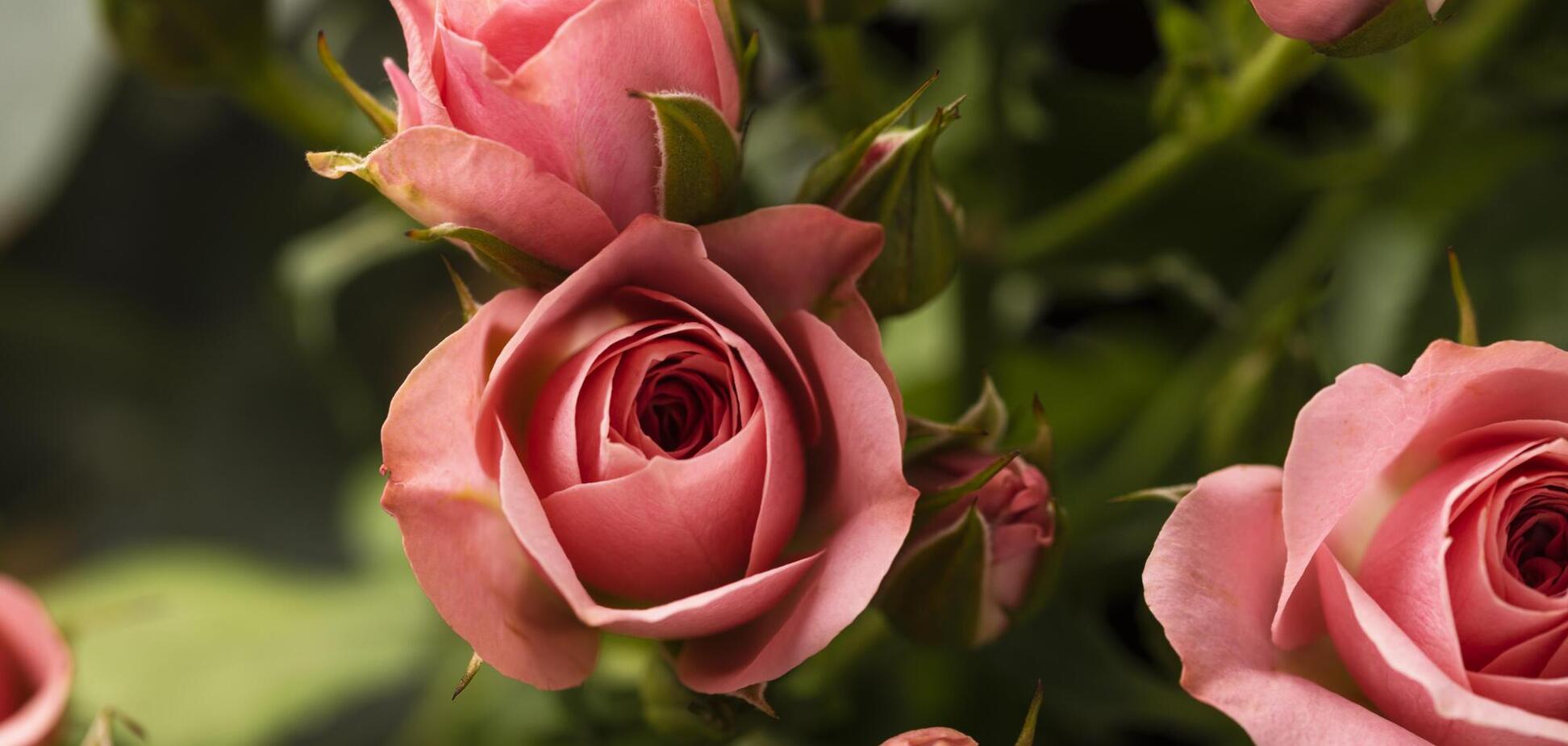 Что сделать с розами в октябре, чтобы они хорошо цвели в следующем сезоне