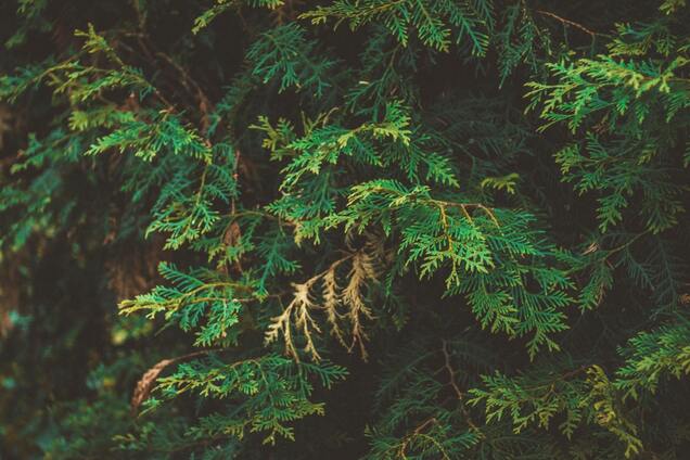 Що робити, щоб туя не міняла колір: осіння порада