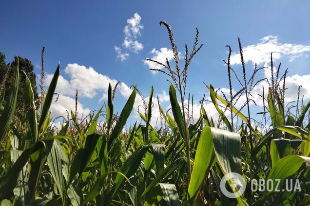 Еще одна неделя лета: Гидрометцентр порадовал прогнозом погоды и предупредил о дождях с грозами