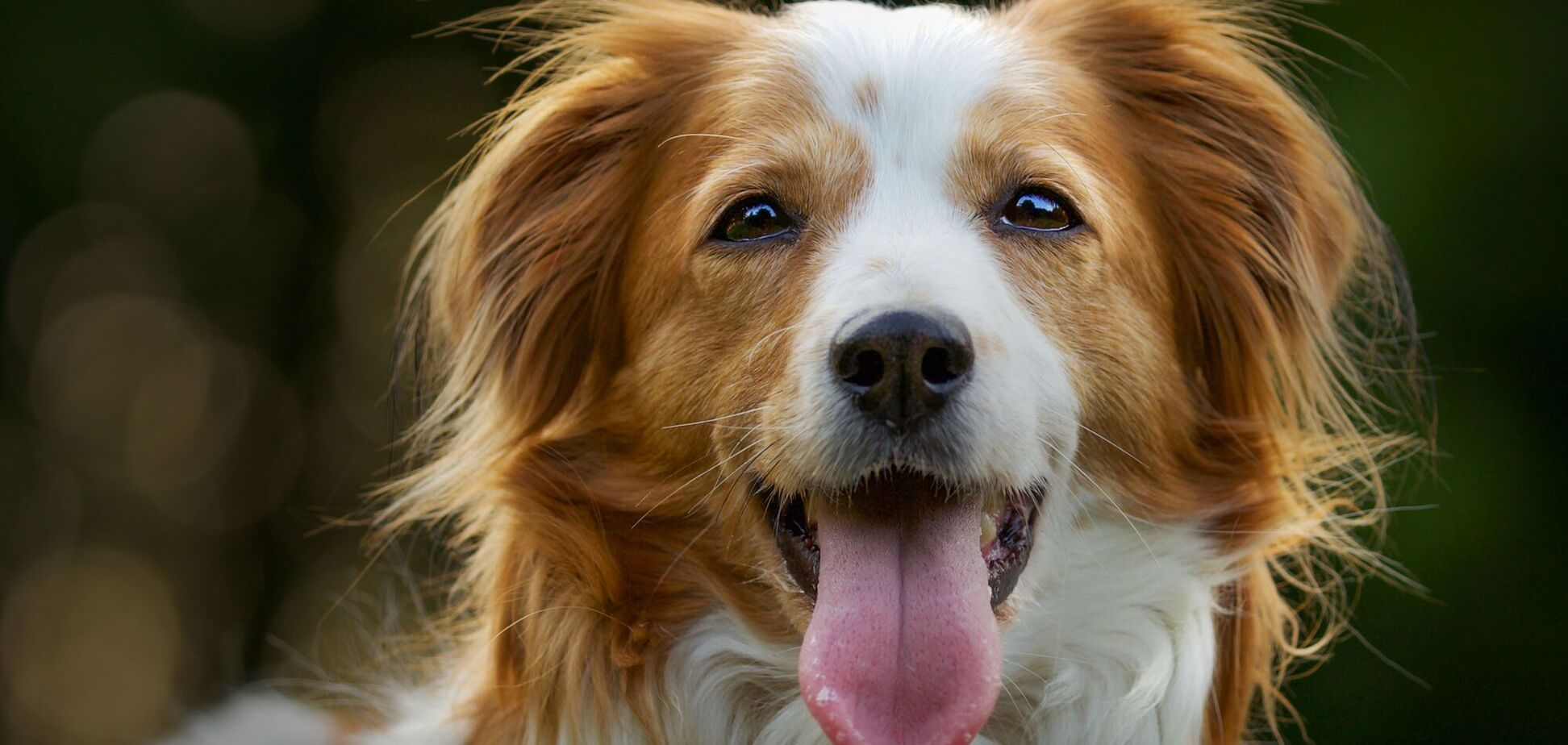 Дресирувальник назвав популярну породу собак, яку б сам ніколи не заводив