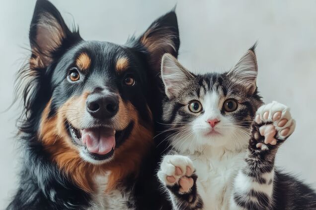 Чи можна тримати вдома і кота, і собаку: розвіюємо міф