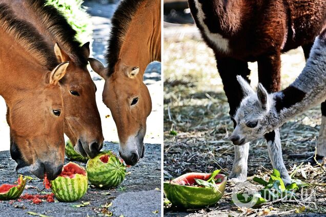 В Киевском зоопарке стартуют традиционные арбузные уикенды: когда можно увидеть кормление зверей. Фото и видео