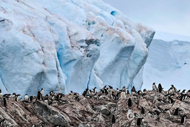 Найбільший у світі айсберг розколовся і може швидко зникнути: в чому причина