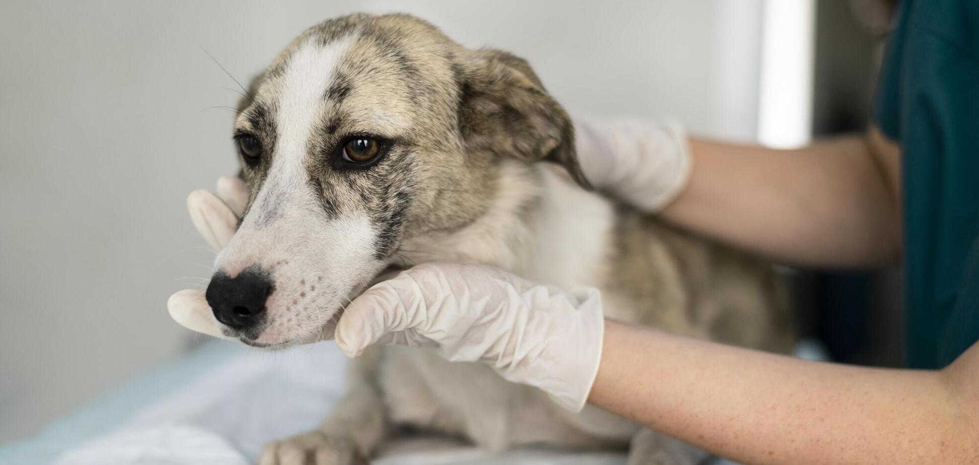 Які собаки найбільше схильні до хвороб: топ-5 порід