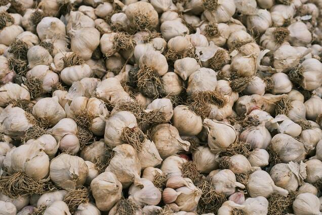 Когда в Украине нужно сажать чеснок на зиму: названо оптимальное время