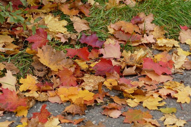 Что делать с опавшими листьями и остатками овощей на огороде: советы для дачи