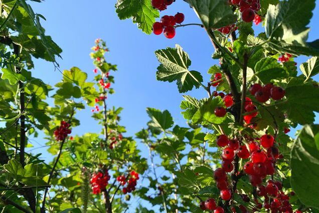 Чим підживити смородину у вересні: поради для саду