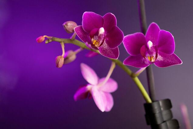 Как ускорить цветение орхидей: советы, которые кардинально изменят ваши растения