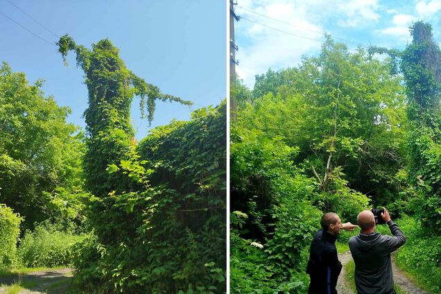 Молчаливые и неподвижные: в ГАЗО показали, как выглядят 'охранники Чернобыля'. Фото