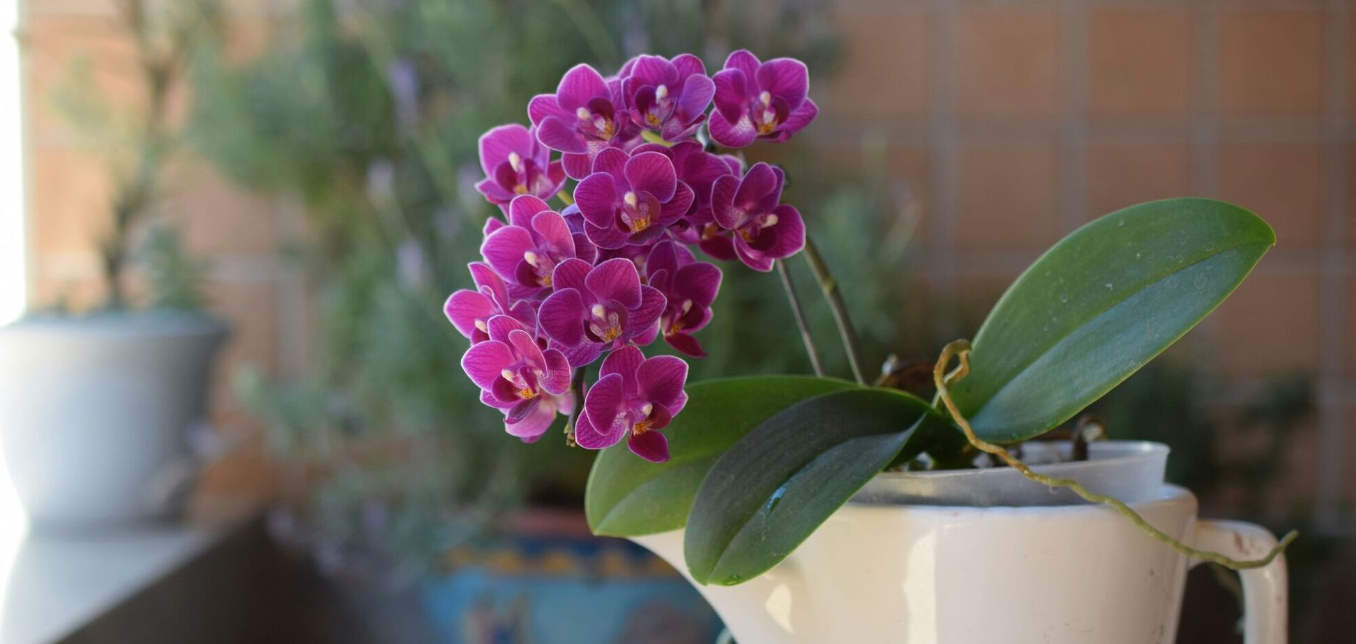 Як зробити, щоб орхідеї зацвіли восени: допоможе один засіб із кухні