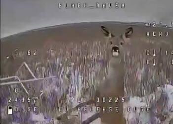 Охота только на правильные цели: украинский FPV-дрон в последний момент избежал столкновения с косулей, которая неожиданно подпрыгнула. Видео