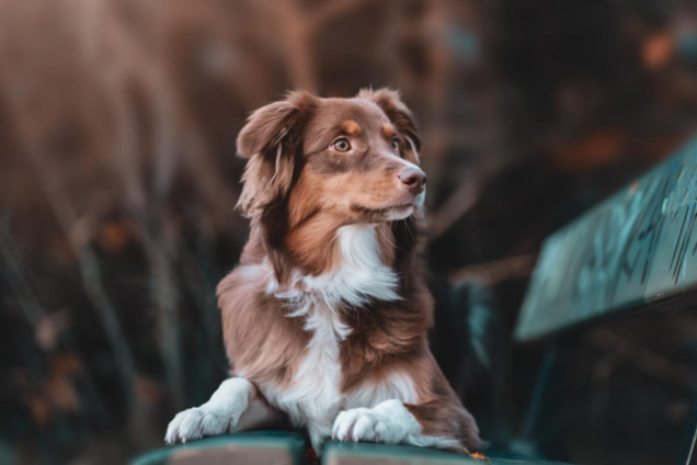 Як побороти тривогу розлуки у собак: дієві поради