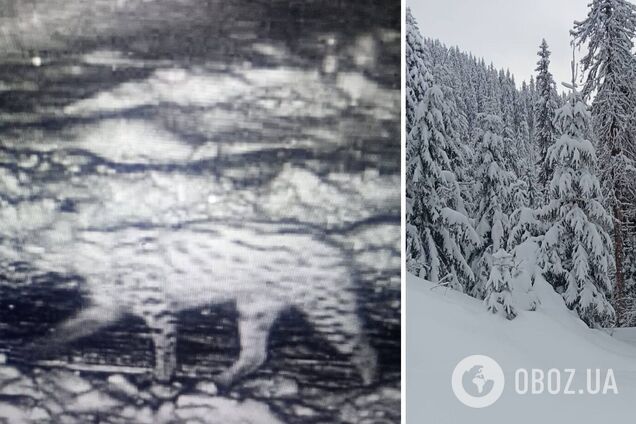 За добу проходить до 30 км: прикордонники засікли на кордоні з Румунією знайомого 'інспектора' рись. Фото