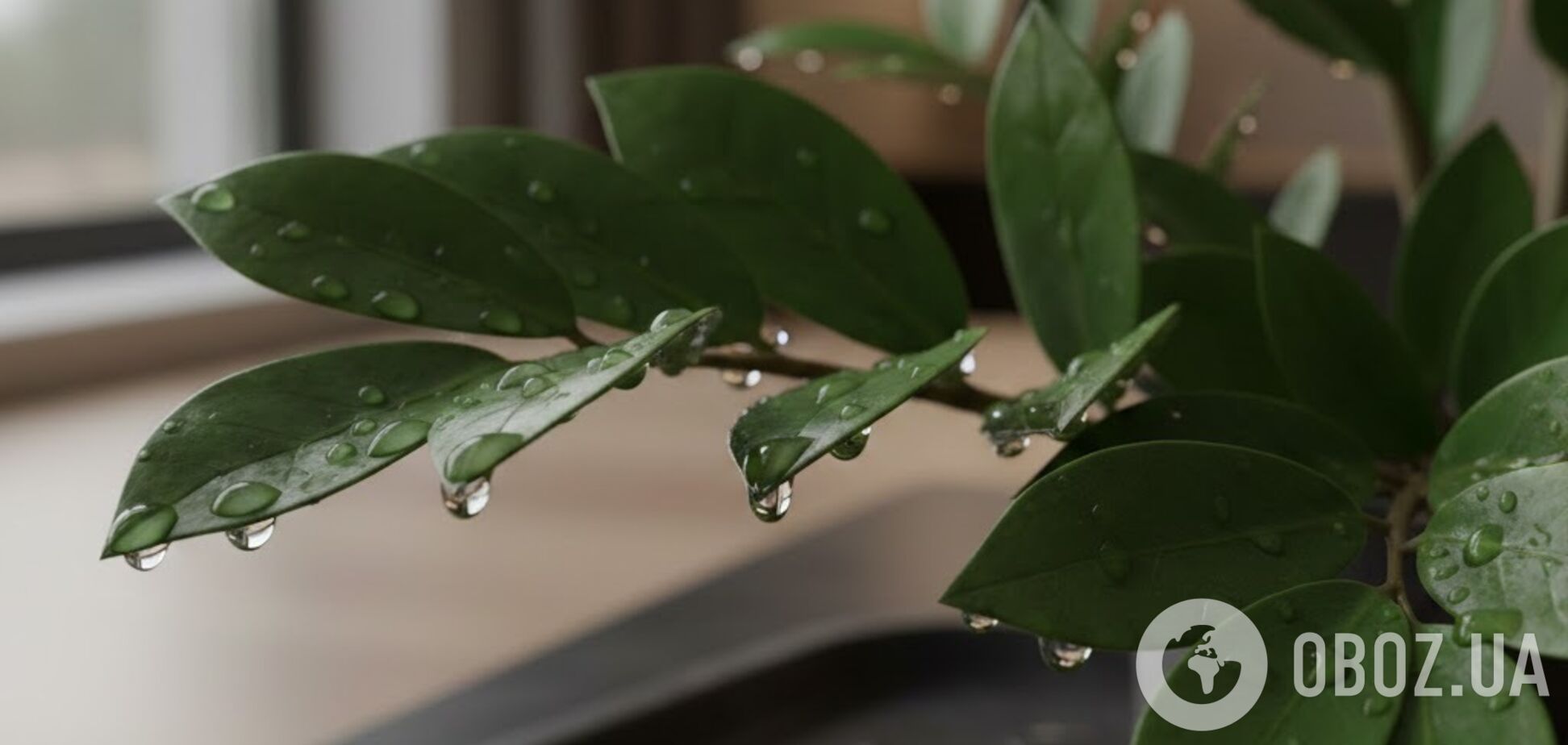 Чому 'плаче' заміокулькас: як повернути рослину до життя