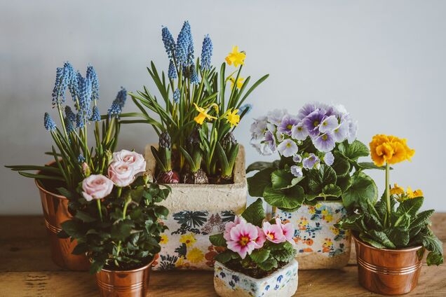 Не из крана: какая вода лучше всего подходит для полива комнатных растений