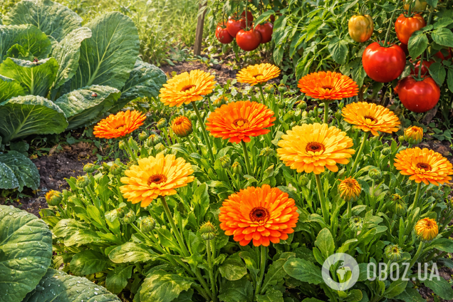 Віджене усіх комах: яку квітку варто посадити в саду наступного сезону