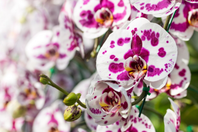 Чим поливати орхідеї, щоб вони цвіли місяцями: домашній засіб