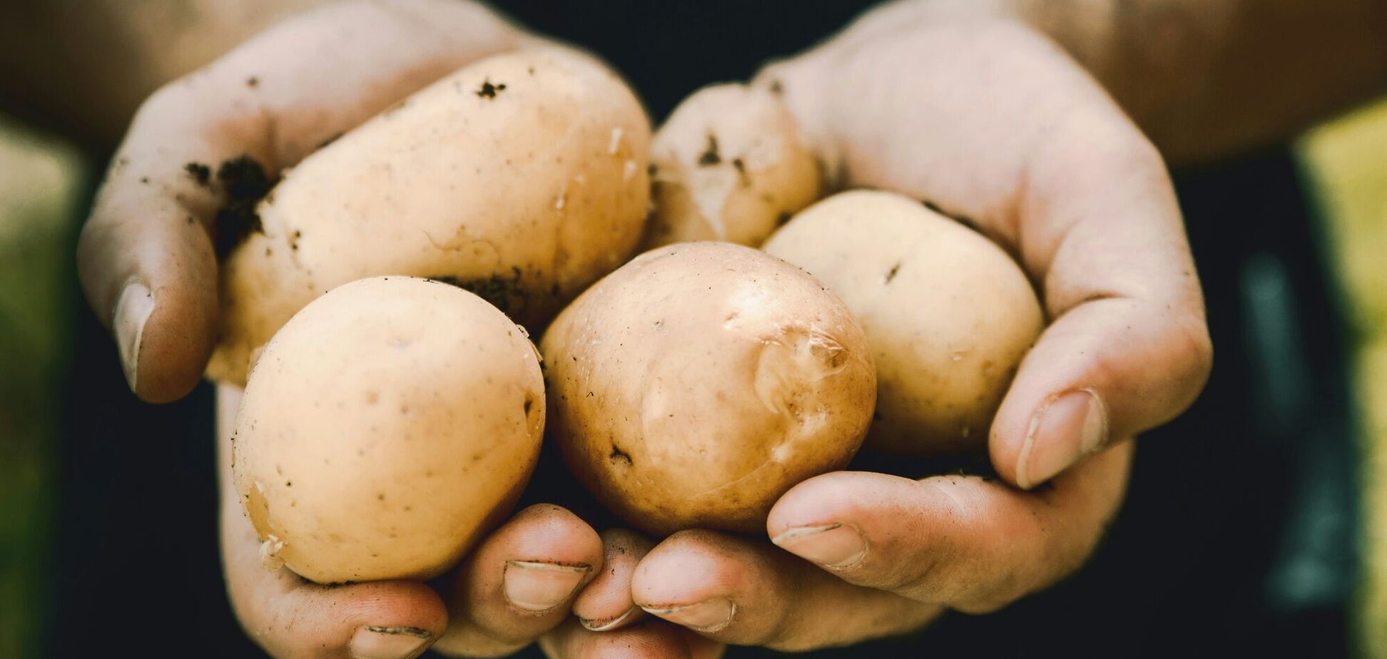 Для рекордного урожая: назван лучший сорт картофеля на 2026 год