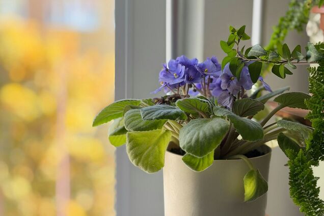 Как заставить фиалку цвести: нужна шоковая терапия