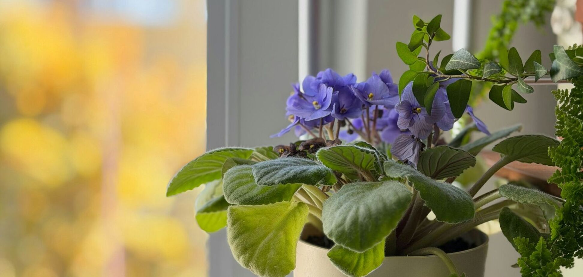 Як змусити фіалку цвісти: потрібна шокова терапія