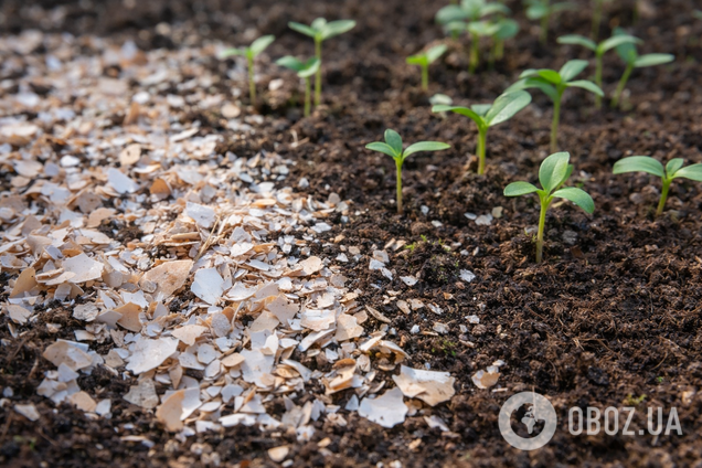 Дачникам радять розкидати яєчну шкаралупу на городі: у чому користь