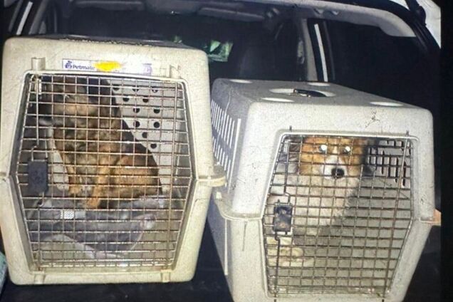 Заливал водку силой: на Львовщине мужчину уличили в издевательстве над собаками, делом занялась полиция