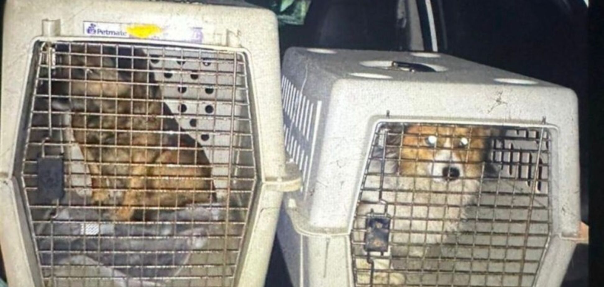 Заливав горілку силоміць: на Львівщині чоловіка викрили на знущанні з собак, справою зайнялась поліція