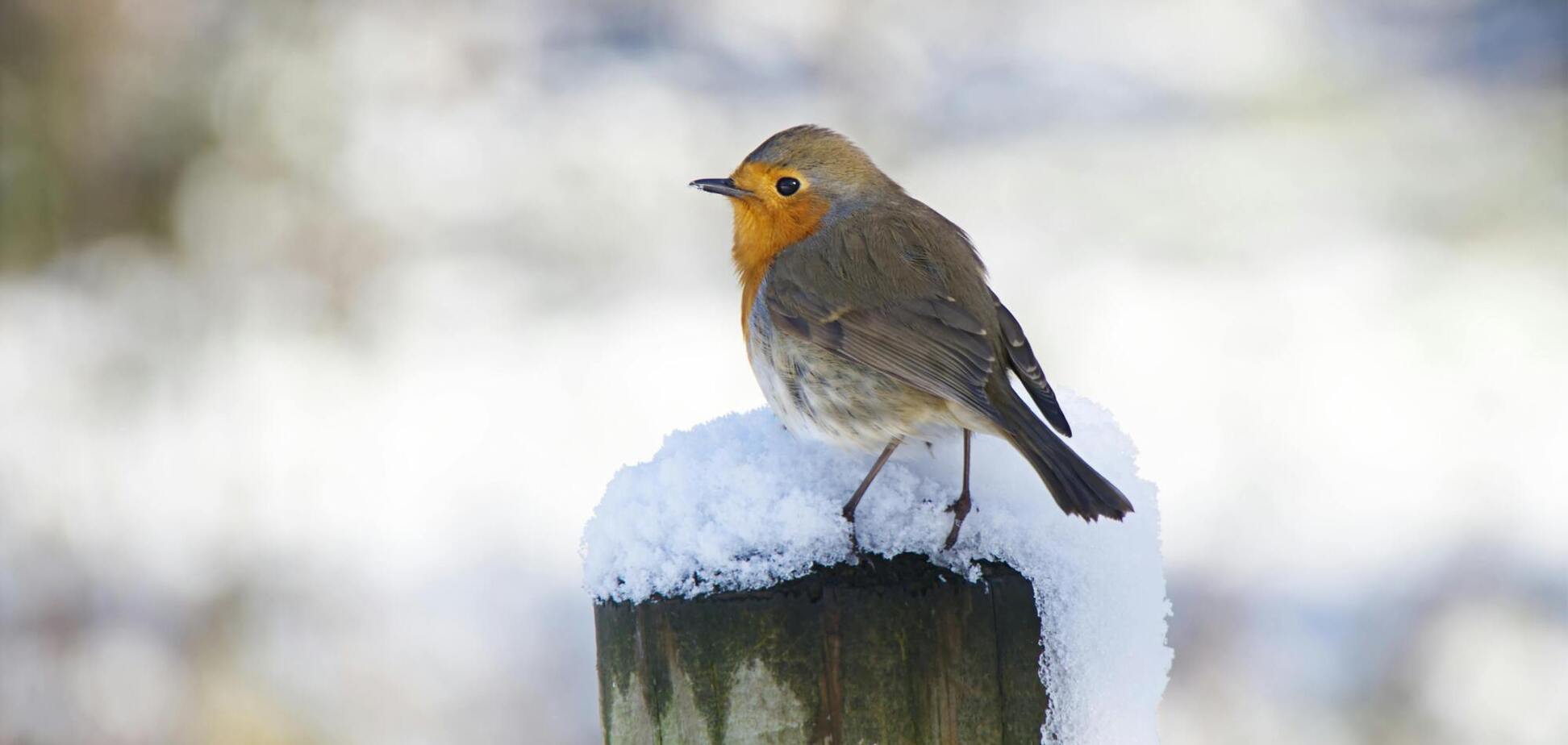 В Украине на выходных ударит до 22 градусов мороза: где будет холоднее всего. Карта
