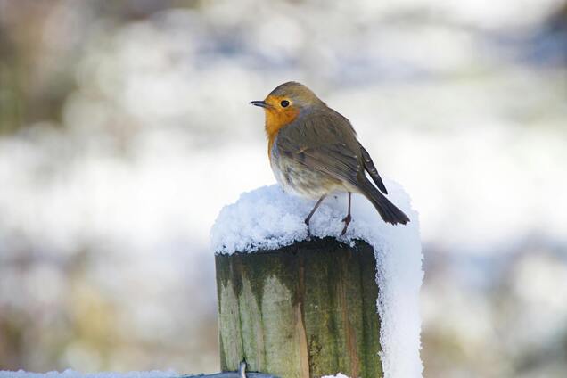 Дожди и даже метели: синоптик предупредила украинцев об изменении погоды на выходных. Карта