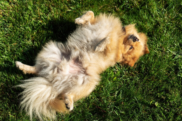 Чому собаки так люблять 'хизуватися' животом: несподівані причина