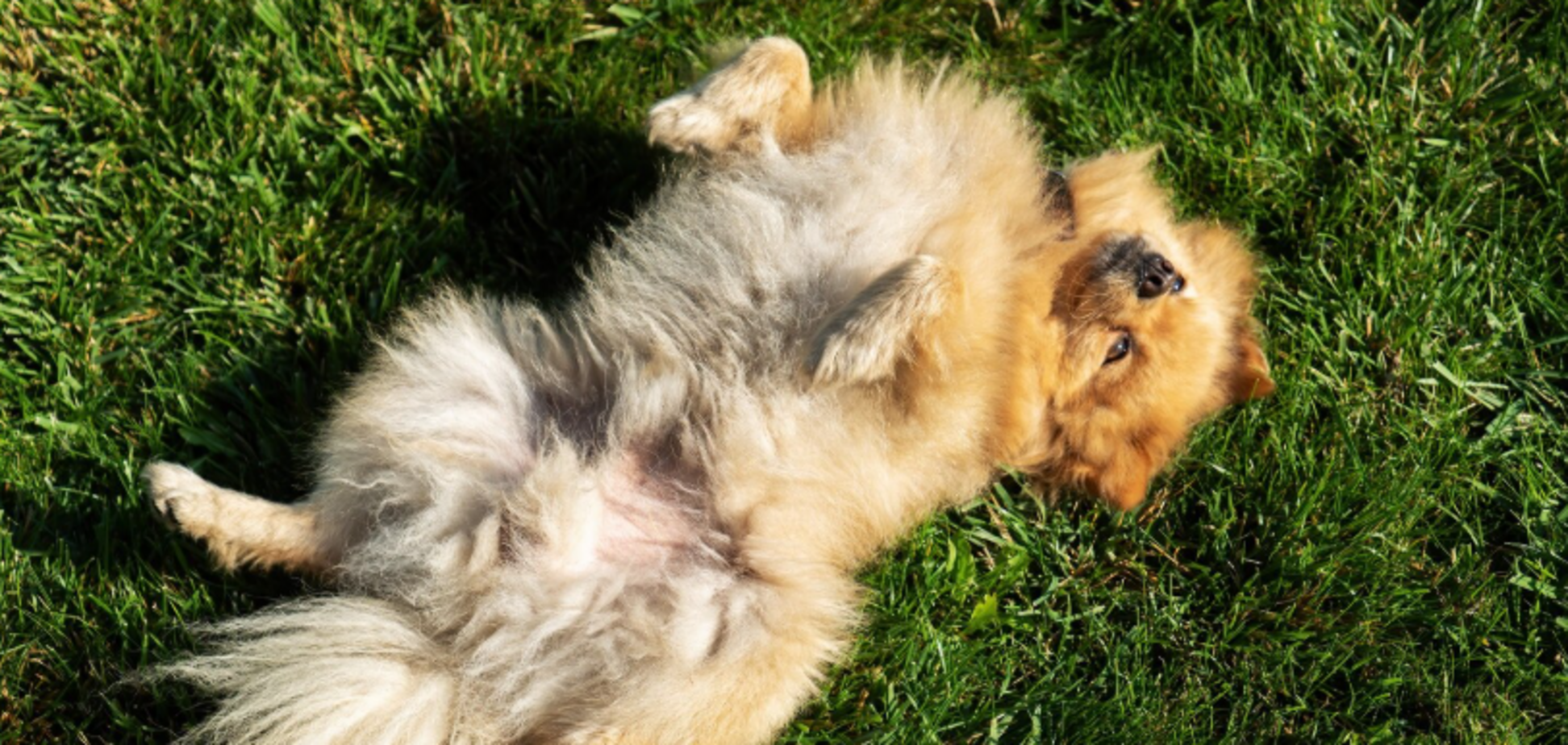 Почему собаки так любят 'щеголять' животом: неожиданная причина