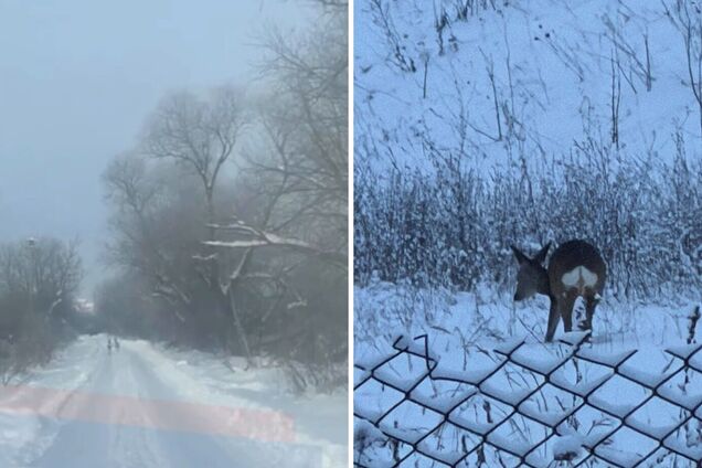 Перебегали дорогу: возле Тернополя заметили косуль возле Тернополя. Видео