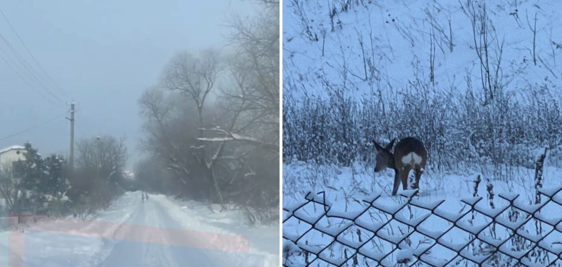 Перебігали дорогу: біля Тернополя помітили козуль. Відео