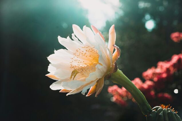 Какие комнатные растения добавят цвета вашей квартире: топ вариантов