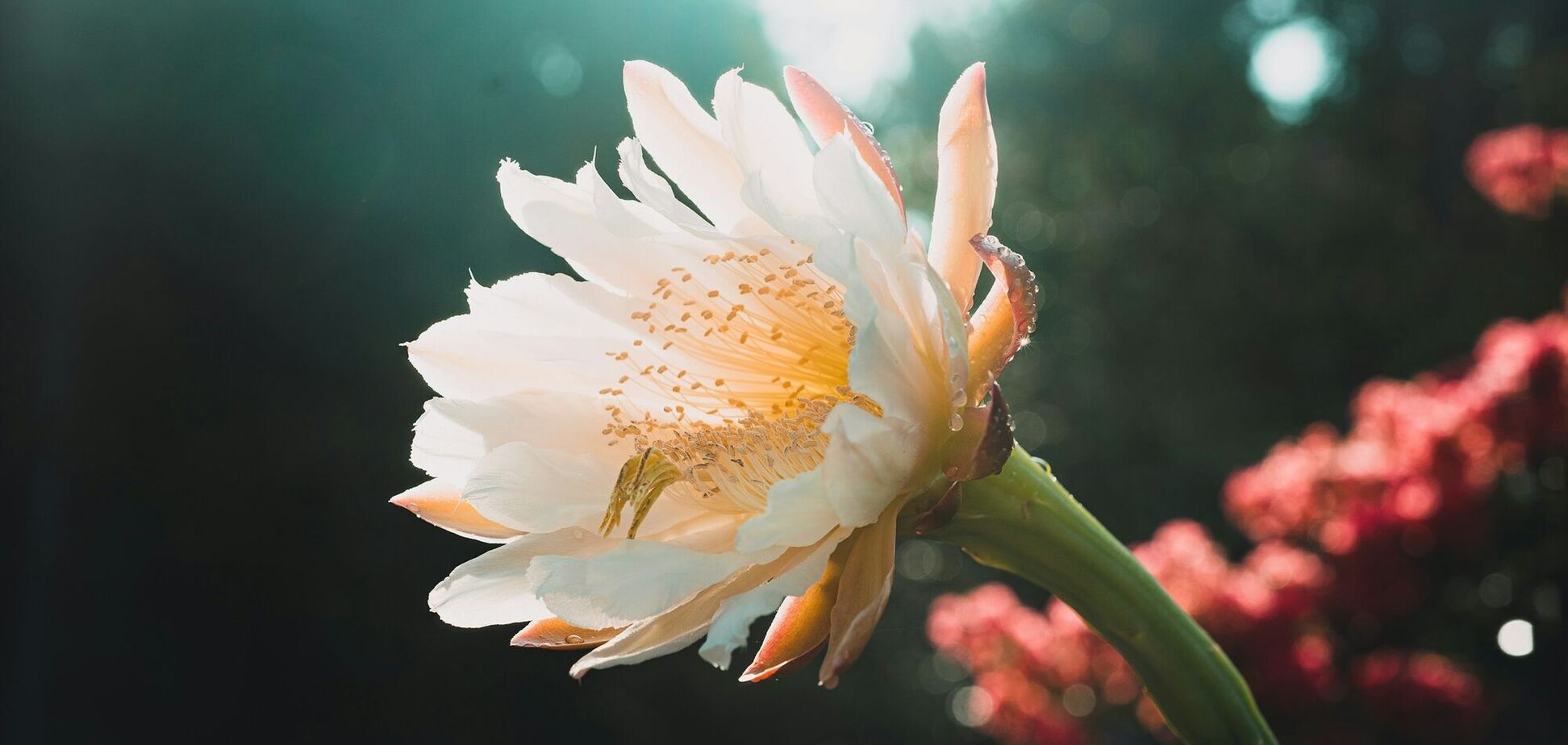 Какие комнатные растения добавят цвета вашей квартире: топ вариантов