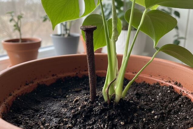 Навіщо в СРСР у горщики з квітами клали цвяхи: секрет розкрито