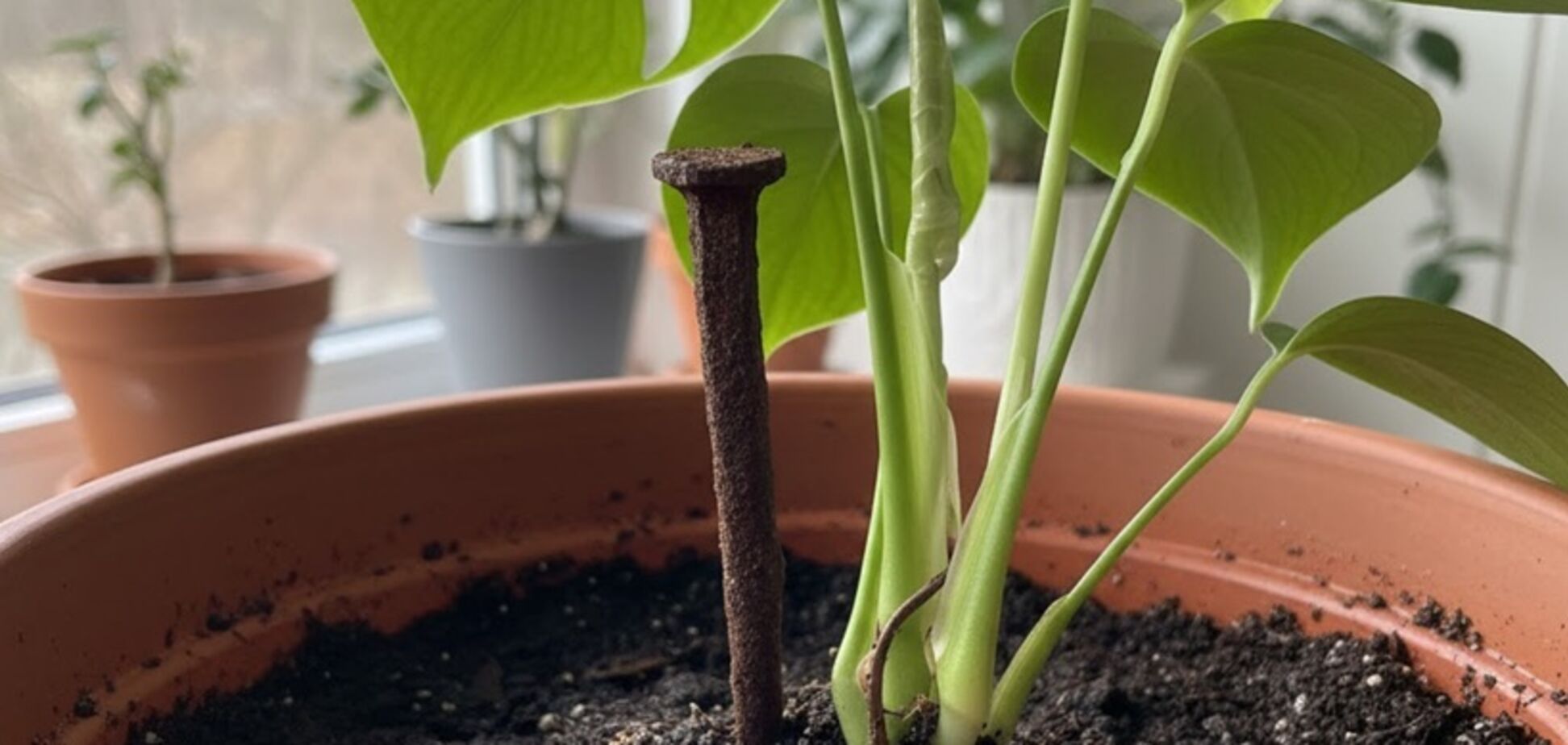 Навіщо в СРСР у горщики з квітами клали цвяхи: секрет розкрито