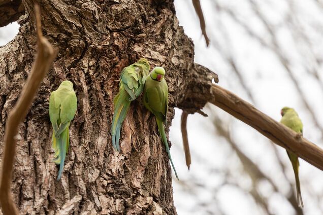 Экзотические попугаи заполонили парки в Великобритании: в чем угроза для местных птиц