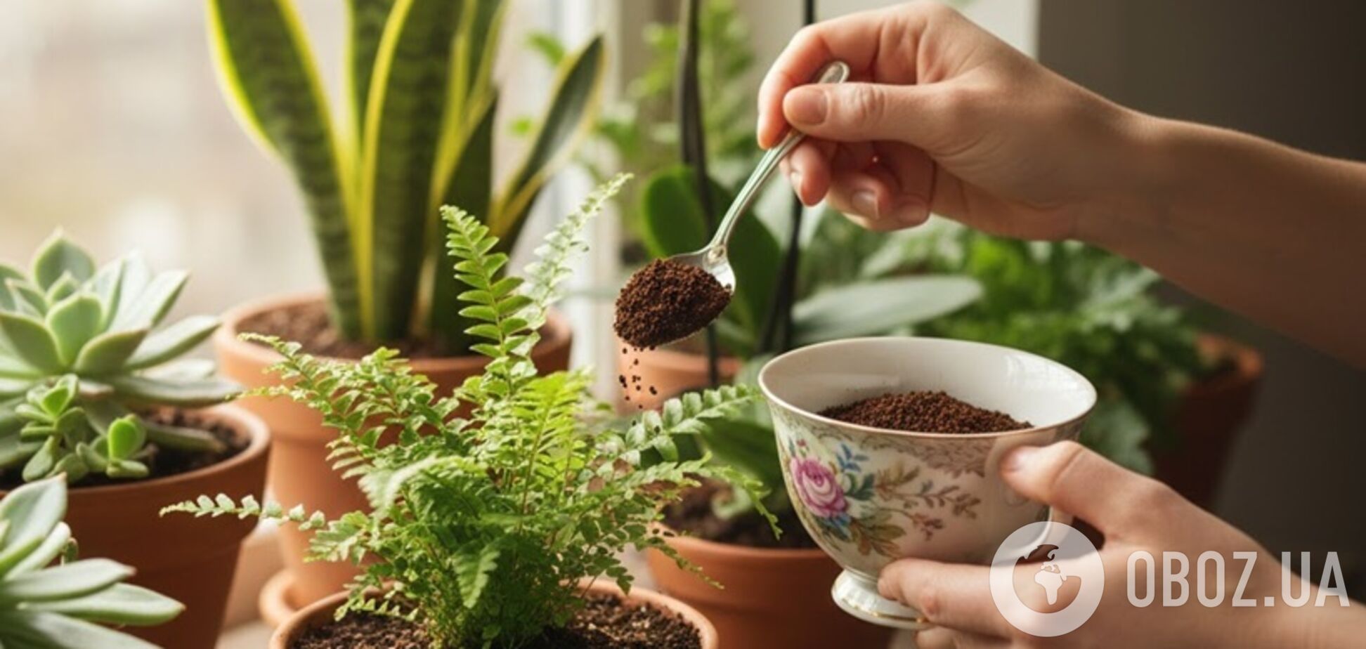 Стоит ли подкармливать комнатные растения кофейной гущей: плюсы и минусы