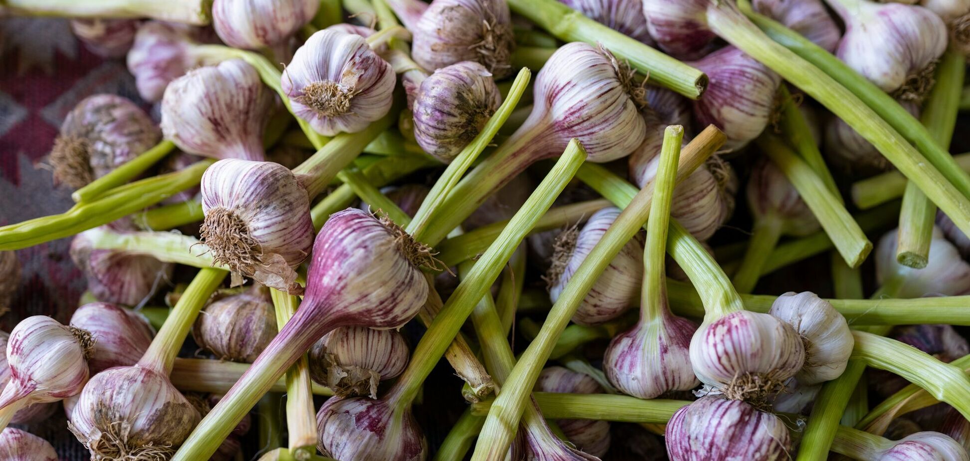 Як виростити часник на підвіконні: що знадобиться