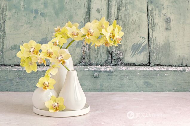 Чим поливати орхідею, щоб квіти були більшими: поради