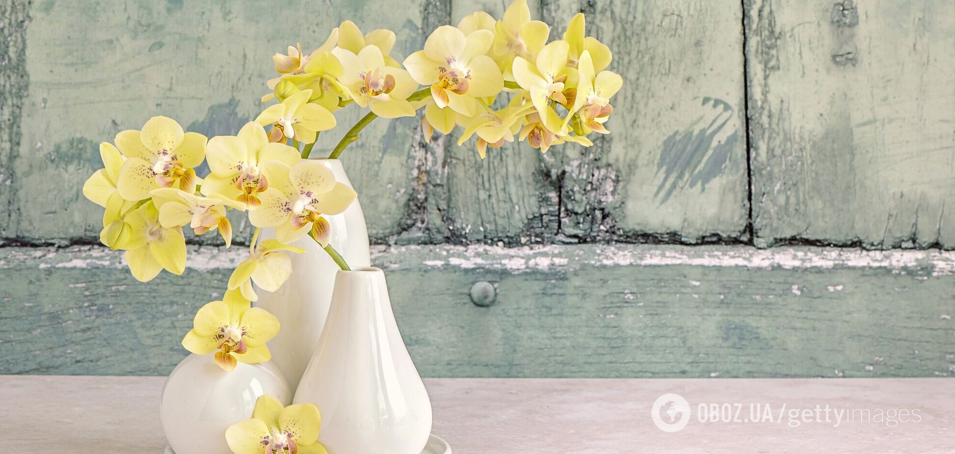 Чем поливать орхидею, чтобы цветы были больше: советы