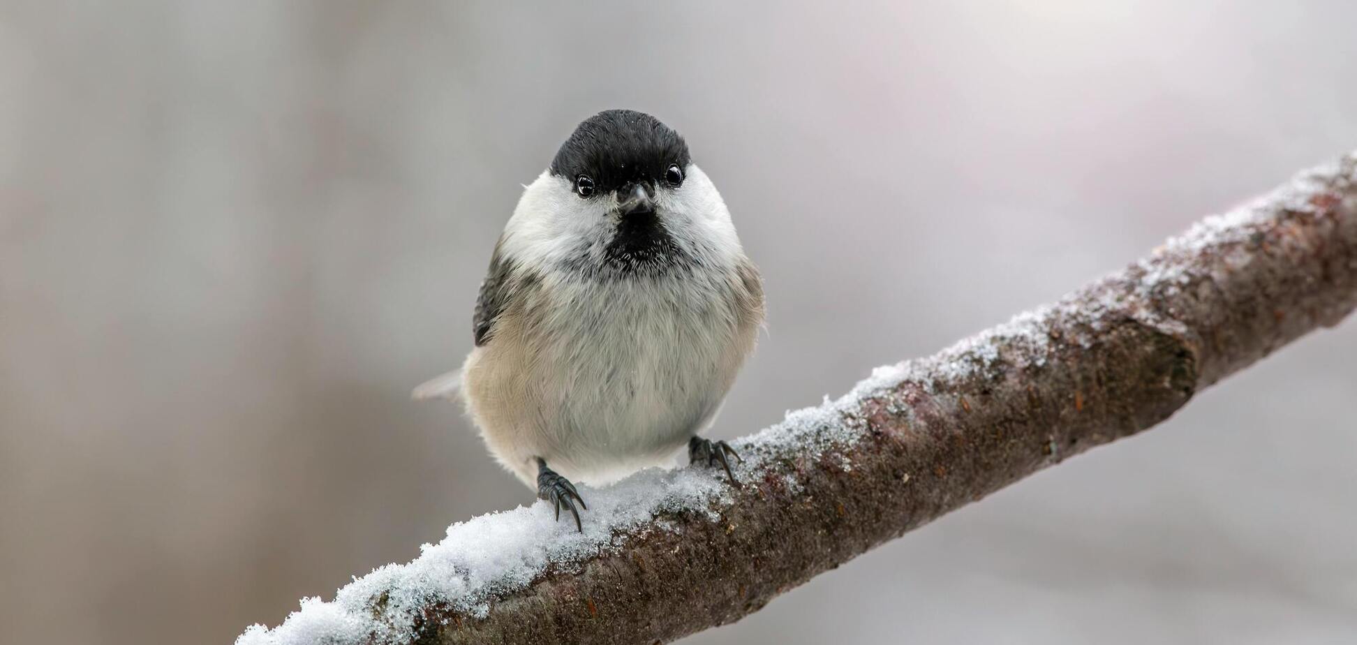 Морозы отступят: синоптик рассказала, когда в Украину ворвется потепление