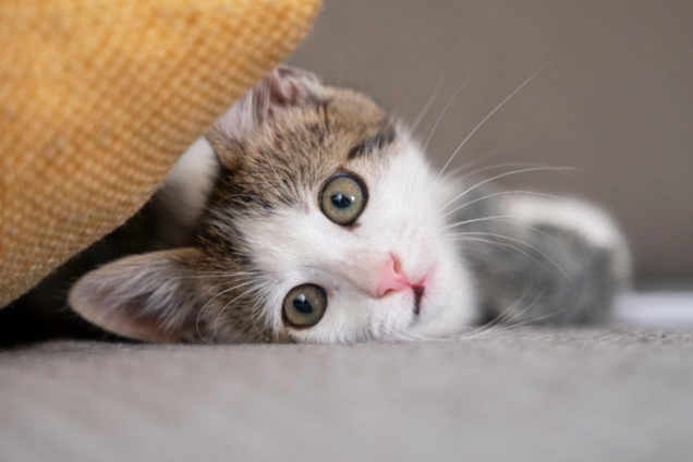 Може вбити кота за 24 години: ніколи не використовуйте цей засіб близько біля тварин