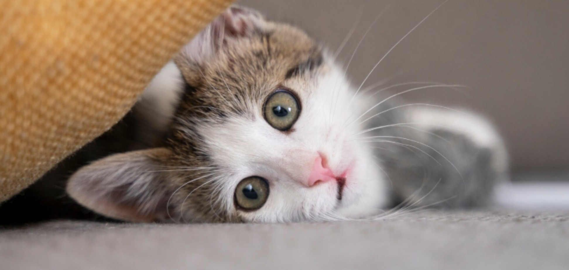 Може вбити кота за 24 години: ніколи не використовуйте цей засіб близько біля тварин